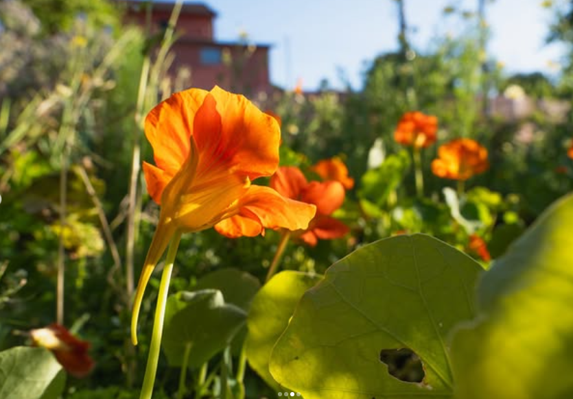 Orange nasturtiums in the garden at Canto do Sol